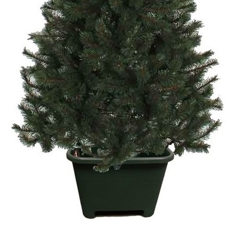 Christmas tree standard green for Nordmann fir
